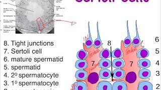 9G male Sertoli cells and BTB [upl. by Nomihs]