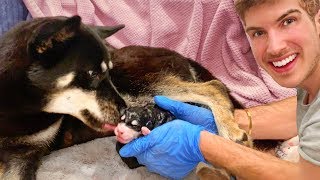 Helping My Pregnant Dog Give Birth To 7 Puppies [upl. by Esau891]