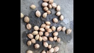 Harvesting and preparing Hickory Nuts for Long term storage [upl. by Disario50]