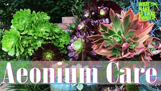 AEONIUM TOUR  How to Care for and Propagate this Amazing Plant [upl. by Yllas712]