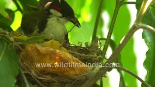 Redwhiskered Bulbul adjusts its body to try and get more comfortable in its nest [upl. by Bindman]