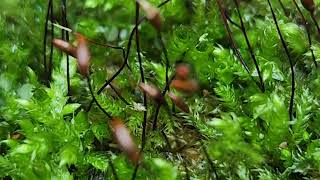 Exploring Sciuro hypnum plumosum a wide spread north American moss [upl. by Murry]