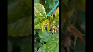 How to Get Rid of Aphids Fast Here’s a solution for Aphids Shorts [upl. by Aerdnwahs]