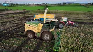 Maize Harvest  Krone Big X 1180 amp 12 Row header  1156 HORSEPOWER [upl. by Flan]