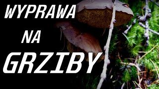 VLOG 019 WYPRAWA NA GRZYBOBRANIE DO LASU PEŁNEGO NIESPODZIANEK🍄 [upl. by Behre]