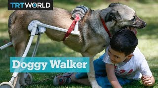 A locksmith from Turkey designs walkers for disabled dogs [upl. by Aihselef808]