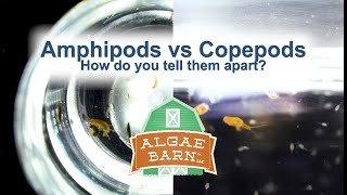 Amphipods vs Copepods [upl. by Clance325]