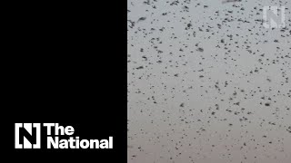 Millions of locusts invade East Africa [upl. by Aklam]