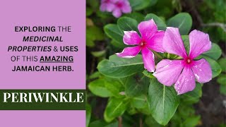 EXPLORING the MEDICINAL PROPERTIES amp USES of PERIWINKLE CATHARANTHUS ROSEUS  Earths Medicine [upl. by Roee]