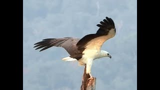 Whitebellied Sea Eagle with a Kill  3 [upl. by Hebbe686]