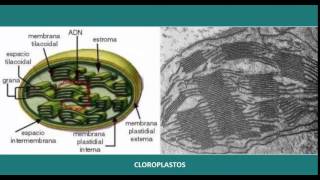 Biología Celular quotTemas en profundidadquot ¿Cómo obtener energía para la vida [upl. by Ekez714]