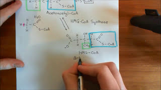 Cholesterol Biosynthesis Part 3 [upl. by Sallie]