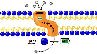 ATP Synthesis and Chemiosmosis in Photosynthesis [upl. by Utta]