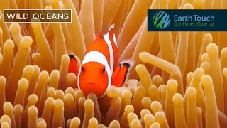 Colourful clownfish hide out in anemone home [upl. by Jarlen]