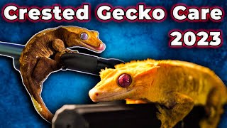 Crested Gecko Care Guide 2023  EVERYTHING You Need To Know To Care For Your Eyelash Gecko [upl. by Amethist785]