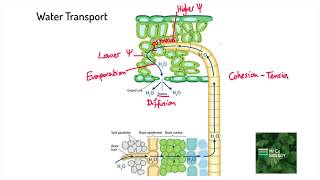 CohesionTension Theory of Transpiration A Level Biology [upl. by Dodge560]