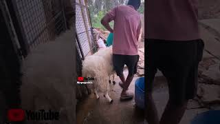 2024 batch sold amingad sheep TAGARU shorts youtubeshorts sheep fighter [upl. by Ocko]