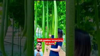 Buah gambas terpanjang di dunia food satisfying agriculture fruit fyp shorts [upl. by Bainter]