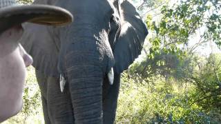 MakutsiSafari Elefantenbegegnung  meeting an elephant [upl. by Croner]