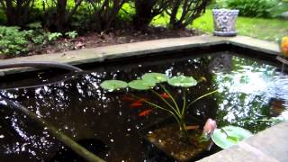 fantail Goldfish feeding in pond [upl. by Geirk]