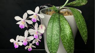 02182022 林登蝴蝶蘭，非常推薦，值得擁有的蘭花Phalaenopsis lindenii [upl. by Aicats737]