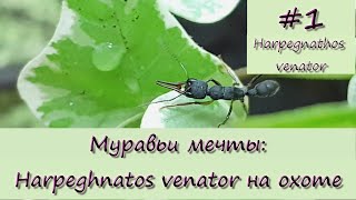 Муравьи мечты 1 Harpegnathos venator на охоте [upl. by Ellehcrad]