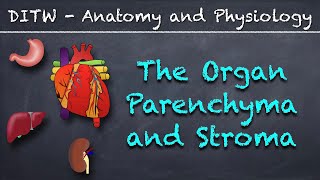 DITW  The Parenchyma and Stroma [upl. by Oehsen]