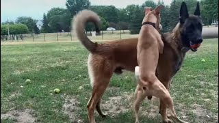 Dominant Dog Tries Messing WBelgian Malinois At The Dog Park [upl. by Baptlsta494]