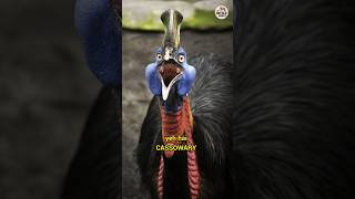 Cassowary  साक्षात यमराज shorts [upl. by Auberbach]