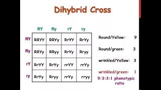 Dihybrid Cross  How to write a Dihybrid Cross in Exam  Genetics and Inheritance [upl. by Nnyltiac]