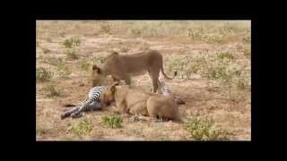 Unpredictable fight between lions and zebras  Saruni Samburu [upl. by Kinata906]