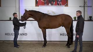 Fynch Hatton by Formel Eins  Sir Donnerhall I – stallion born 2016 ENG [upl. by Dayna468]