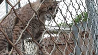 Wild Bobcat Tries to attack a St Bernard [upl. by Grishilde]