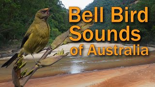 Bell Birds amp Lyre Birds Sing in the Australian Bush Morning [upl. by Swehttam]