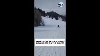 Skiers safe after running into moose on the slopes [upl. by Efar]