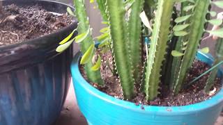 How to cut and propagate African Milk TreeEuphoria Trigonia follow up video [upl. by Gatian]