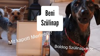 Beni a yorki szülinap Mit kapott Merlintől🎂 Kutya party🎊 😋🐶 merlinkalandok [upl. by Nutsud788]