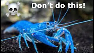 Crayfish parasites treatment and prevention [upl. by Brendin]