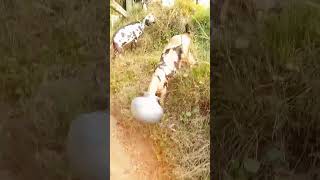 Goat funny short video l Murshad jee  Ramzan jani [upl. by Rector838]