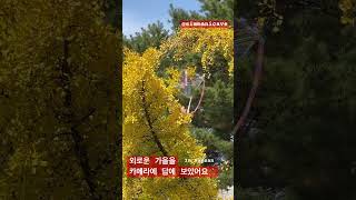 만추 가을 연날리기 외로움 모두 따수운 가을이길 간절히 바라 🌰🍂 cinéaste kpop [upl. by Irehc]