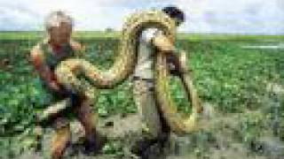 Worlds Biggest Snakes [upl. by Anirbaz911]