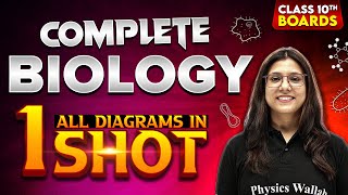 Class 10th BIOLOGY All Diagrams in 1 Shot  Full Syllabus Covered CBSE Board [upl. by Uba221]