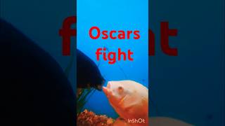 Oscar fish shorts oscarfish [upl. by Ahseenat367]