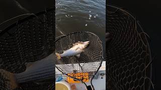 Striped Bass Fishing with Live Croakers [upl. by Divadnoj870]