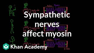 Sympathetic nerves affect myosin activity  Circulatory system physiology  NCLEXRN  Khan Academy [upl. by Eletnahc]