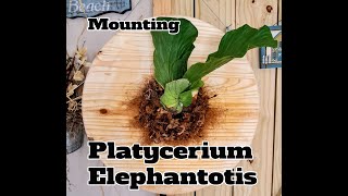 Mounting Platycerium Elephantotis Episode 2 [upl. by Parette]