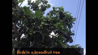 Birds in a breadfruit tree  Barbados  relaxing audio [upl. by Jonati]