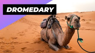 Dromedary 🐪 The Incredible Desert Survivors [upl. by Blackington505]