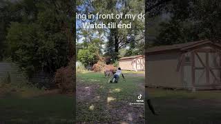 Fainting in front of my Dogs funnypetschannel funnyanimals shorts [upl. by Ailisec720]