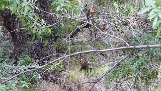 Coatimundi Whitenosed Coati in Arizona [upl. by Hyps994]